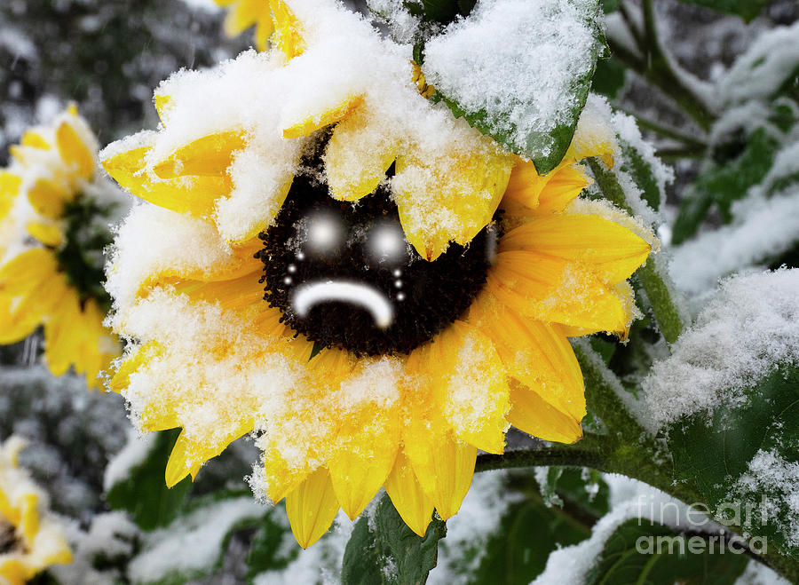 Sunflower Photograph - Some Days Are Really Sadder Than Others  by Bob Christopher