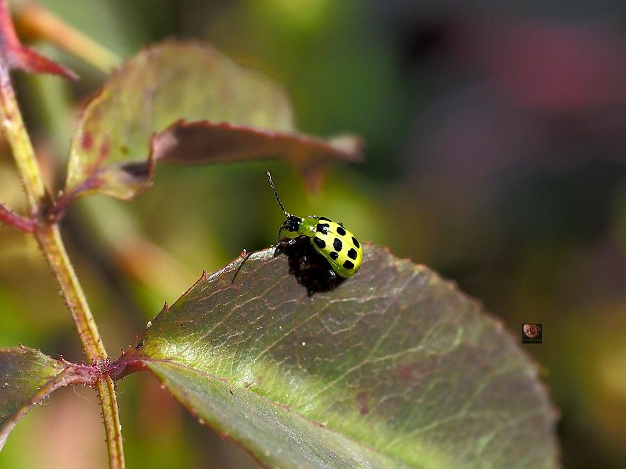 Some Kind of Bug Photograph by Richard Thomas