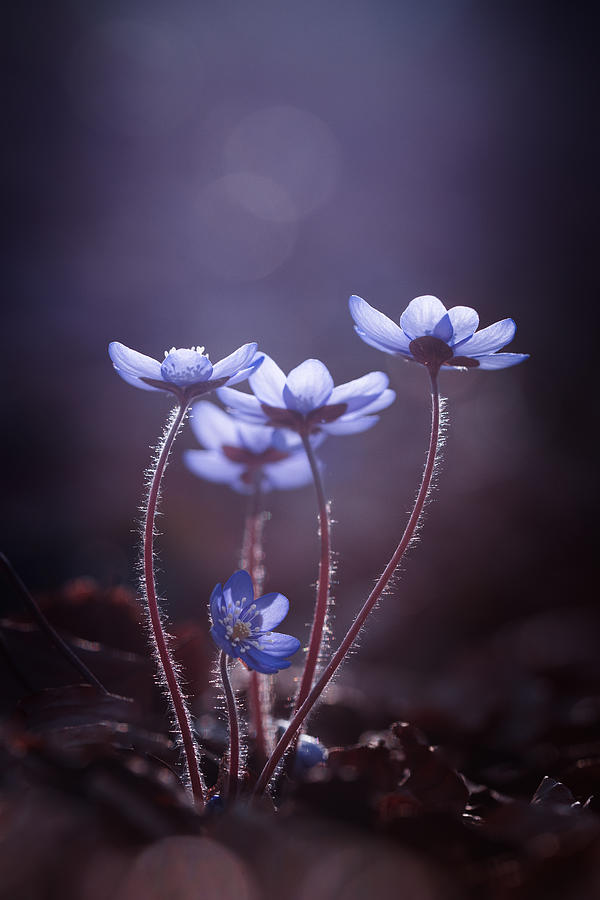Flower Photograph - Some Light For Dark Days by Petra Dvorak