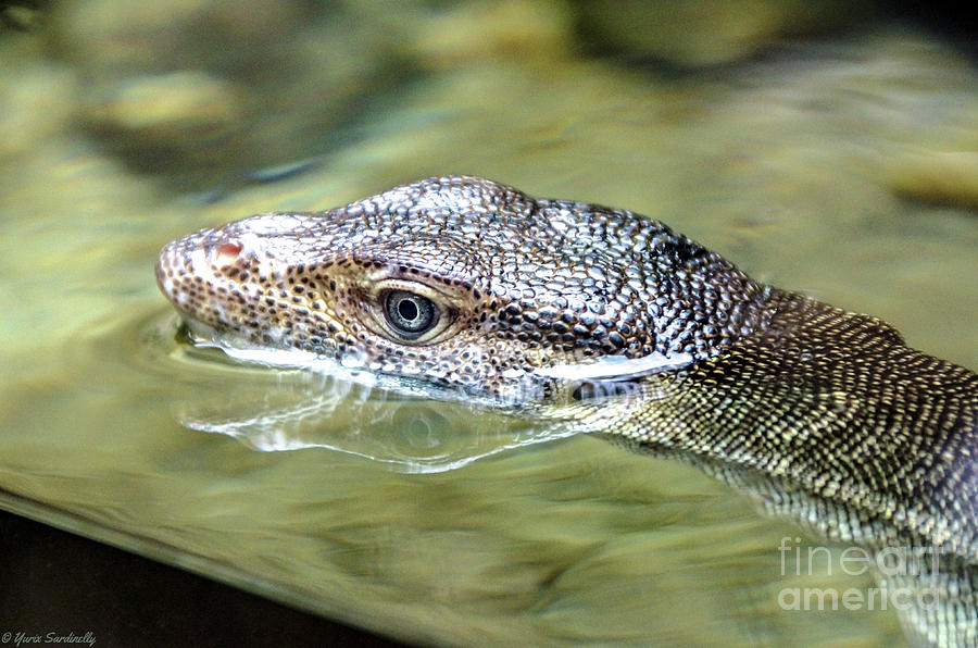 Some Lizard enjoys swimming  Photograph by Yurix Sardinelly