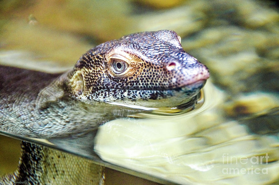 Some Lizard swimming on the water surface Photograph by Yurix Sardinelly