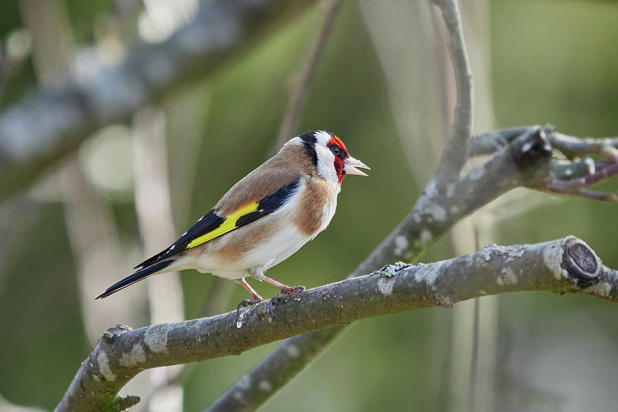 Some songs for the spring. European goldfinch Photograph by Jouko Lehto