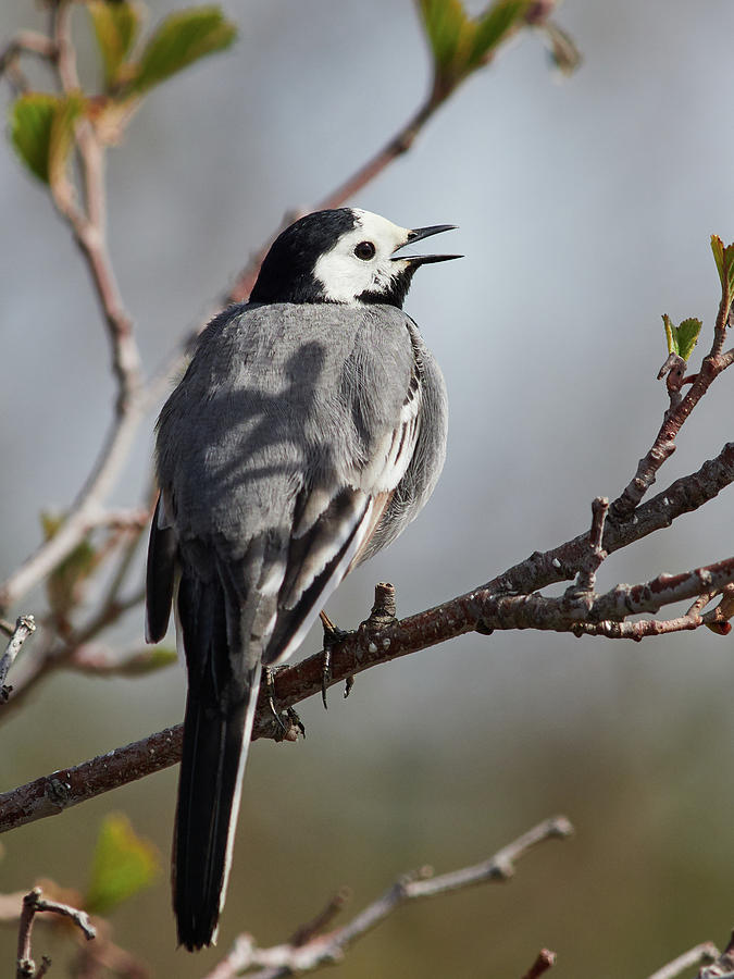 Some tweets going on. White wagtail Photograph by Jouko Lehto