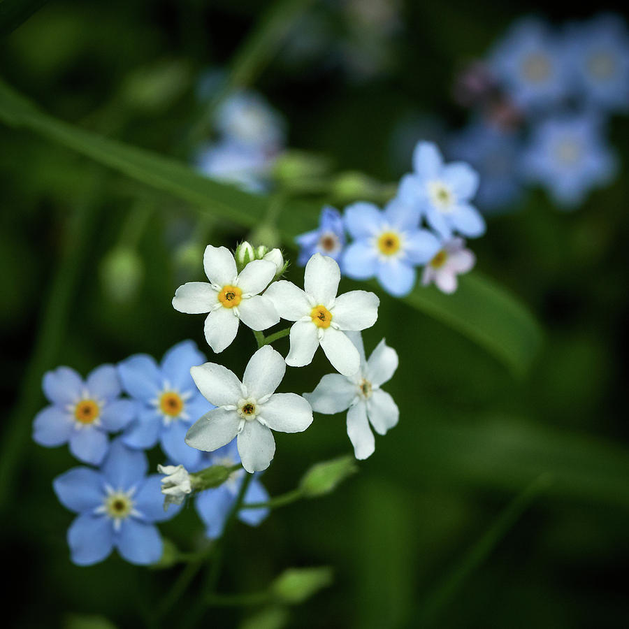 Some White Some Blue. Water Forget-me-not 4 Photograph