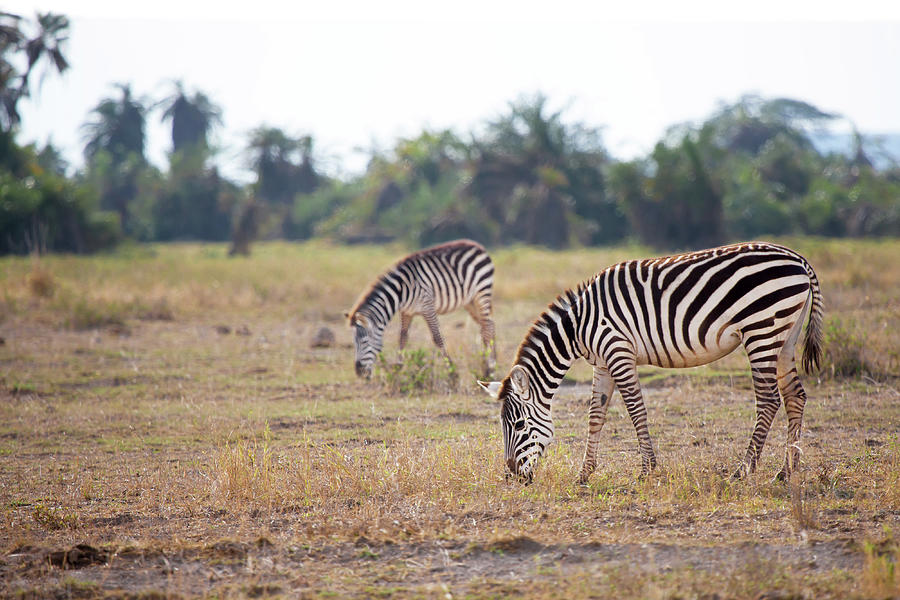 Nature Photograph - Some Zebras Are Eating Grass In The Savannah In Kenya by Cavan Images