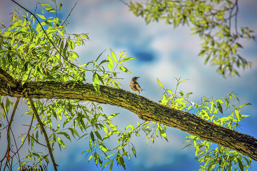 Bird Photograph - Someone coming? #i2 by Leif Sohlman