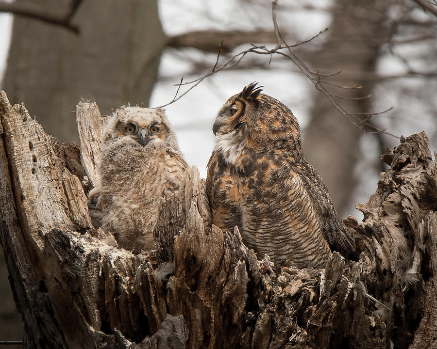 Someone's In Trouble Photograph by Rosette Doyle - Fine Art America