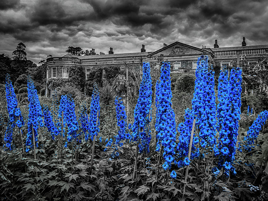 Something Blue by Alan Campbell Something Blue by Alan Campbell