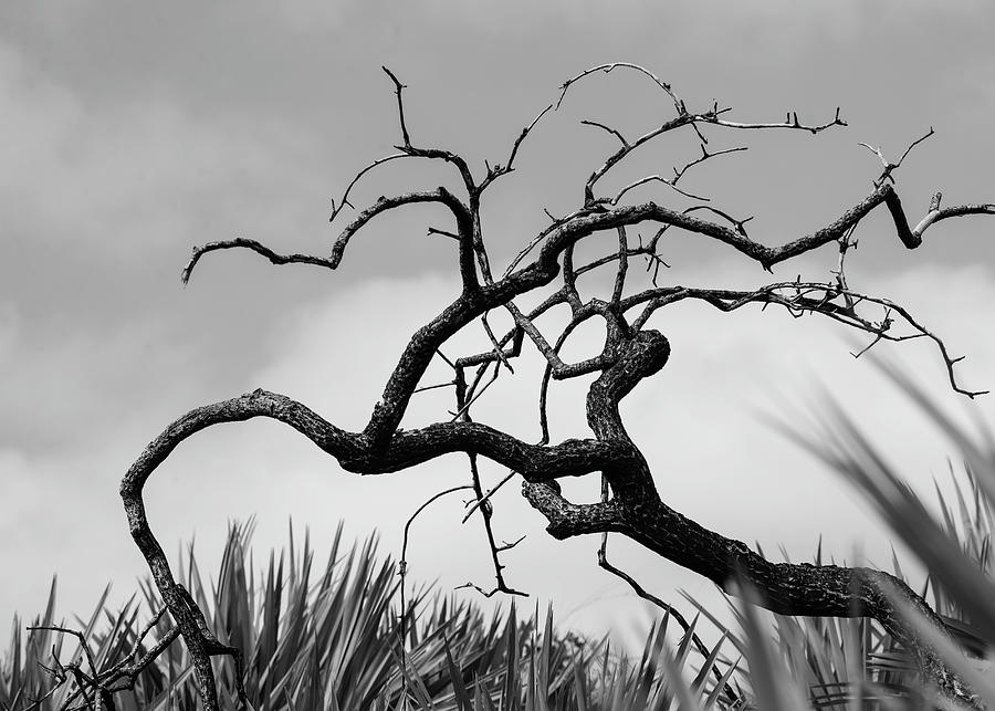 Something Wicked Photograph by Valerie Cason Something Wicked Photograph by Valerie Cason