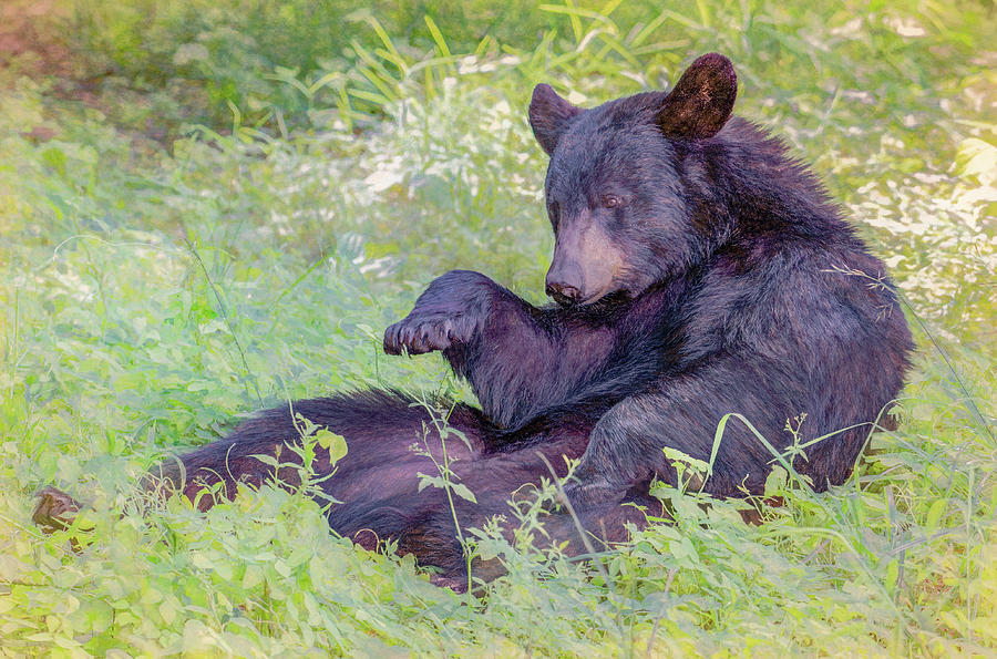 Sometimes a Bear Just Needs A Little Rest Photograph by Marcy Wielfaert