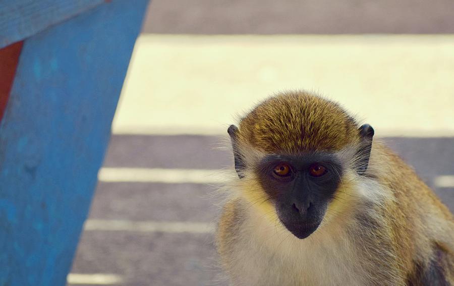 Sometimes, it is Your Monkey Photograph by Debra Grace Addison