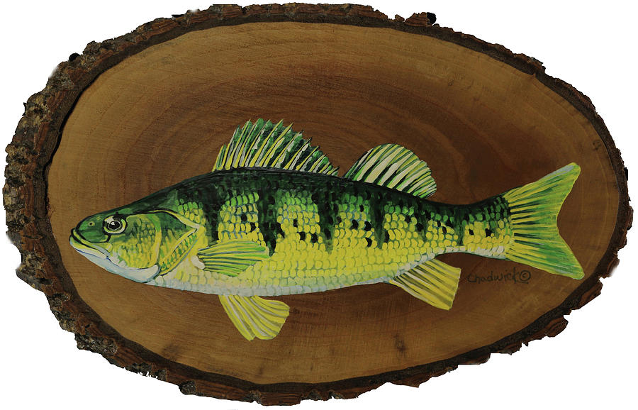Son of a Perch Painting by Phil Chadwick