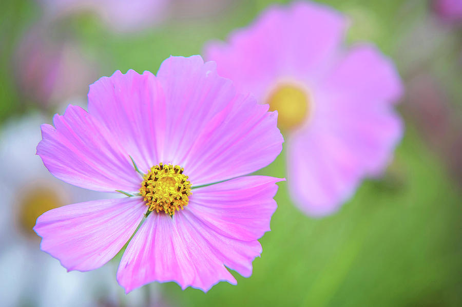 Portrait Photograph - Sonata Pink. Cosmos Flower by Jenny Rainbow