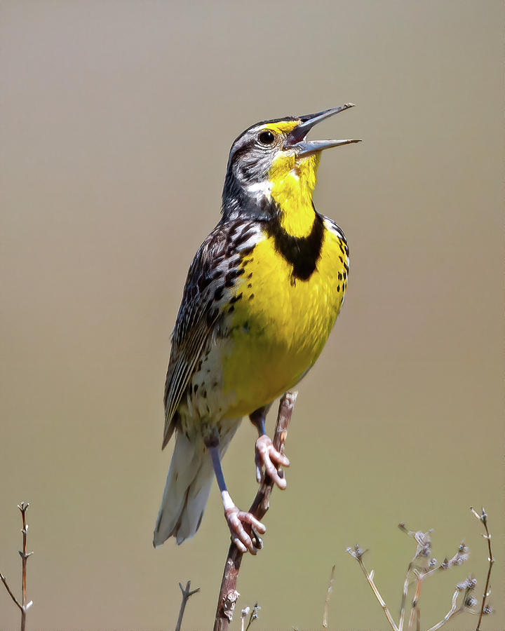 Song of the Meadowlark Photograph by Jack Bell