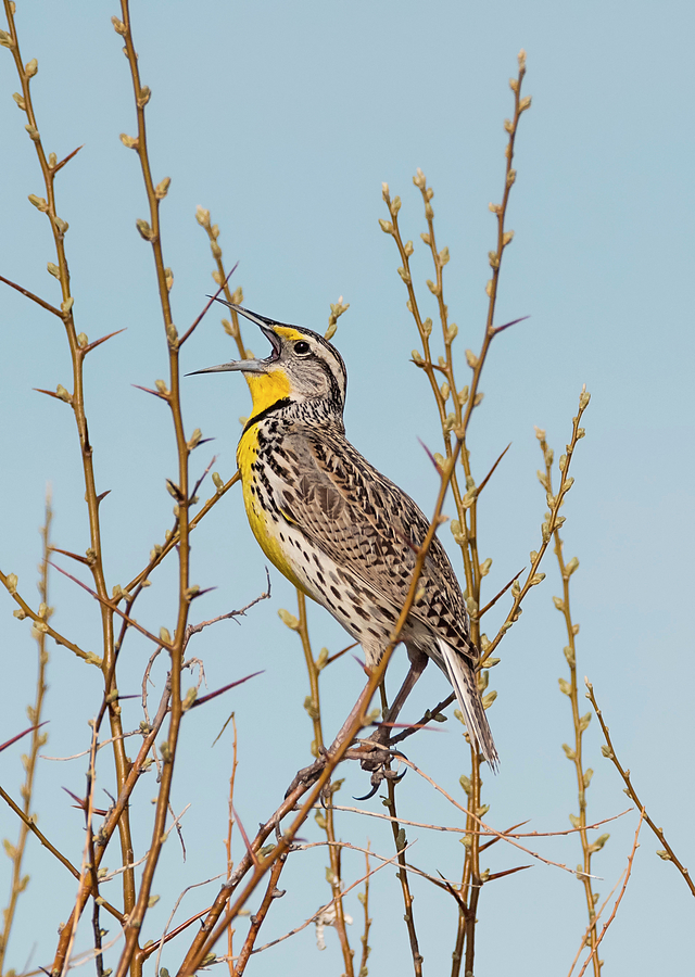 Song of the Meadowlark Photograph by Loree Johnson