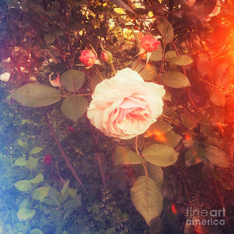 Song of the Rose Photograph by Miriam Danar