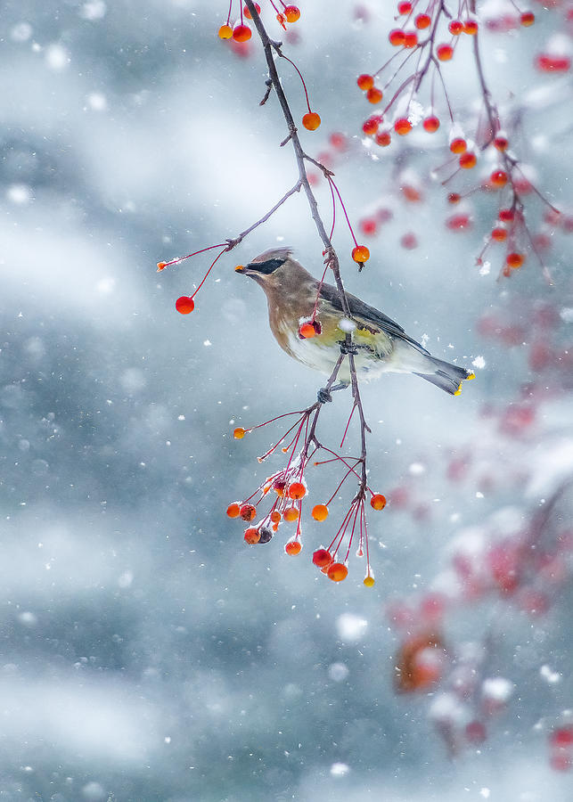 Song Of Winter Photograph by Hong Chen