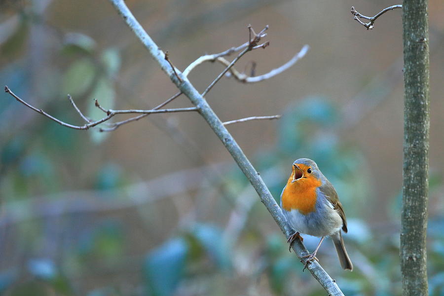 Robin Photograph - Song by Simun Ascic