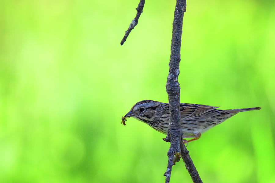 Song Sparrow - 1 Photograph