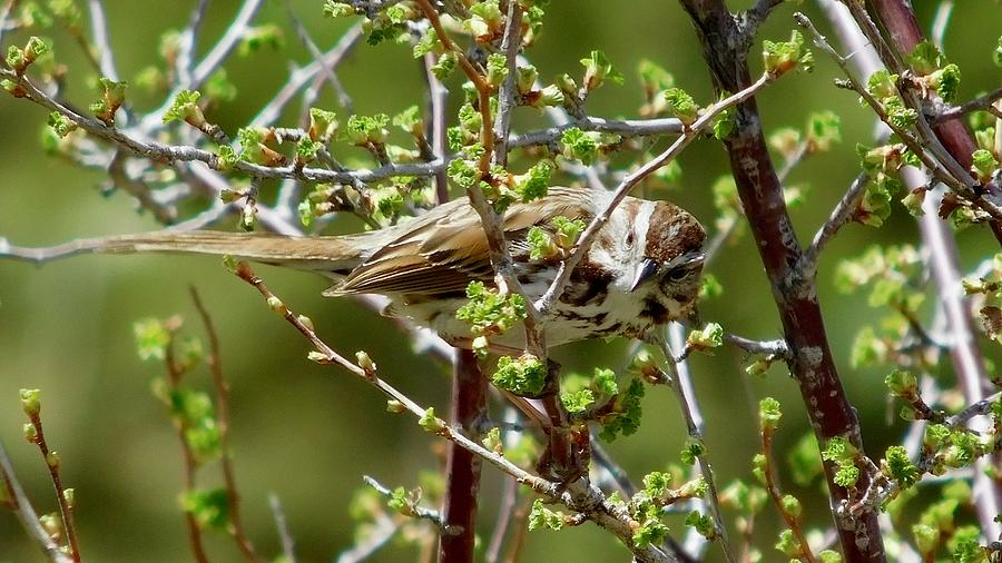 Song Sparrow 2 Photograph by Dan Miller