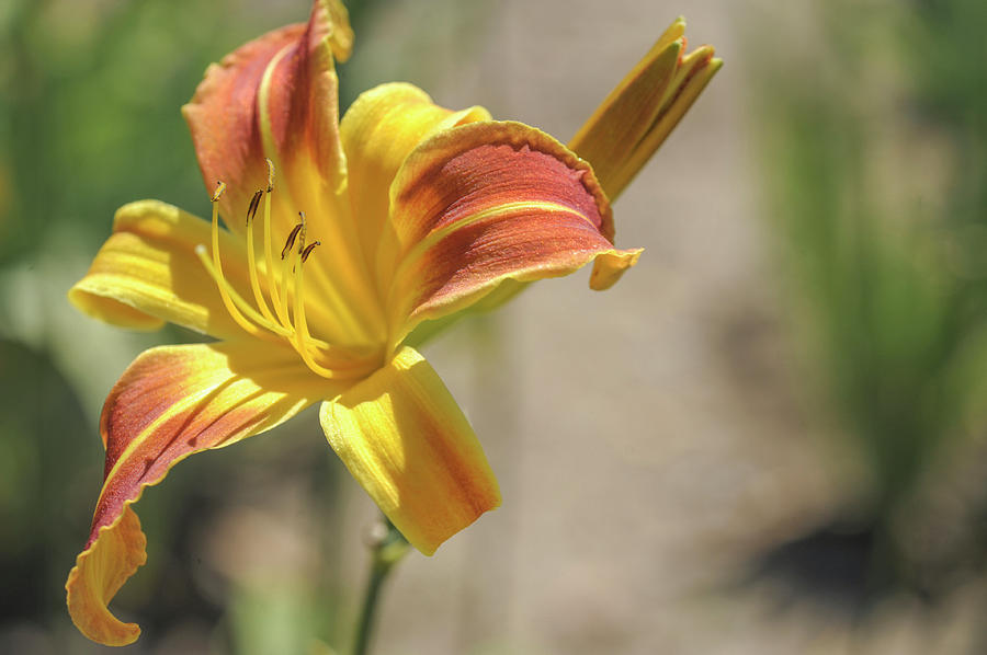 Song Sparrow. Daylily Flower Photograph by Jenny Rainbow