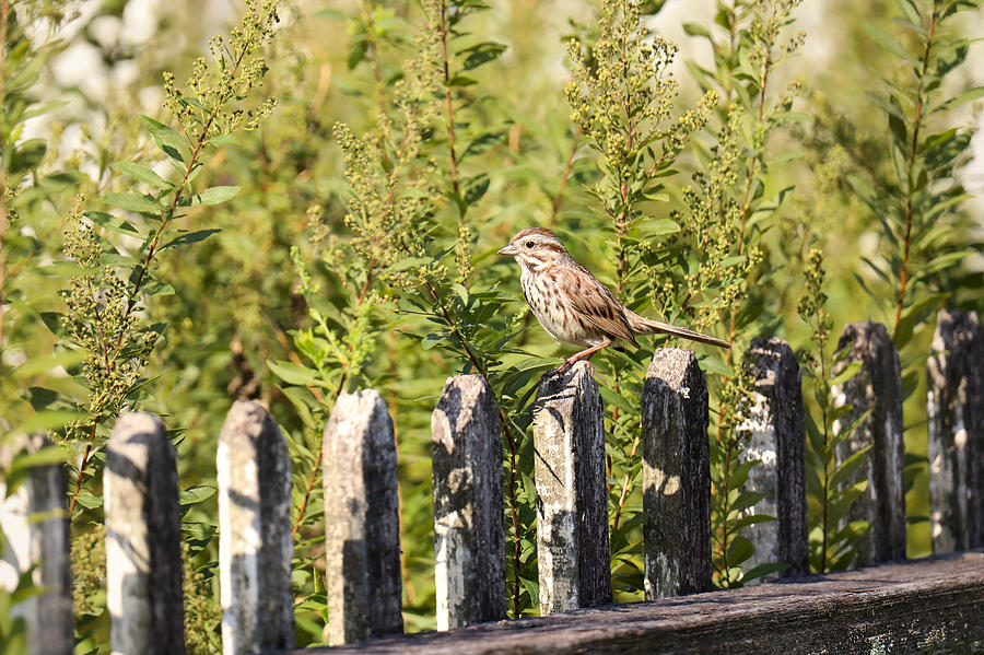 Song Sparrow in a Garden Photograph by Rachel Morrison