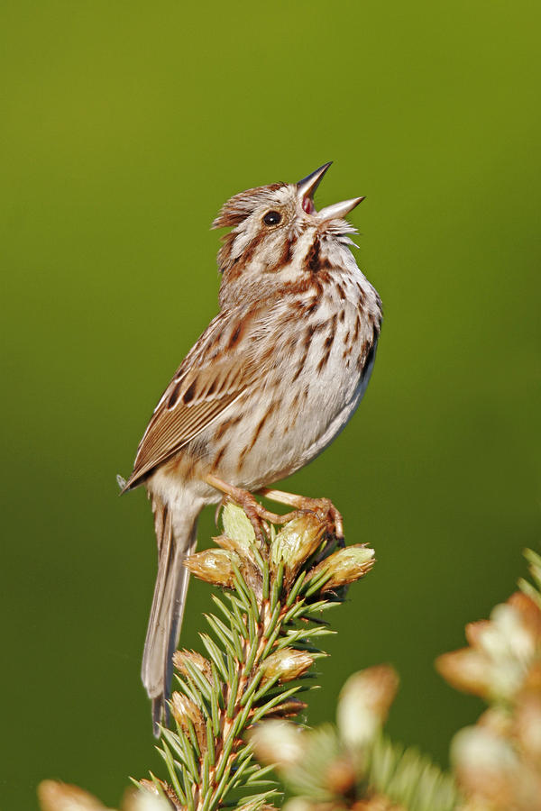 Song Sparrow Photograph by James Zipp