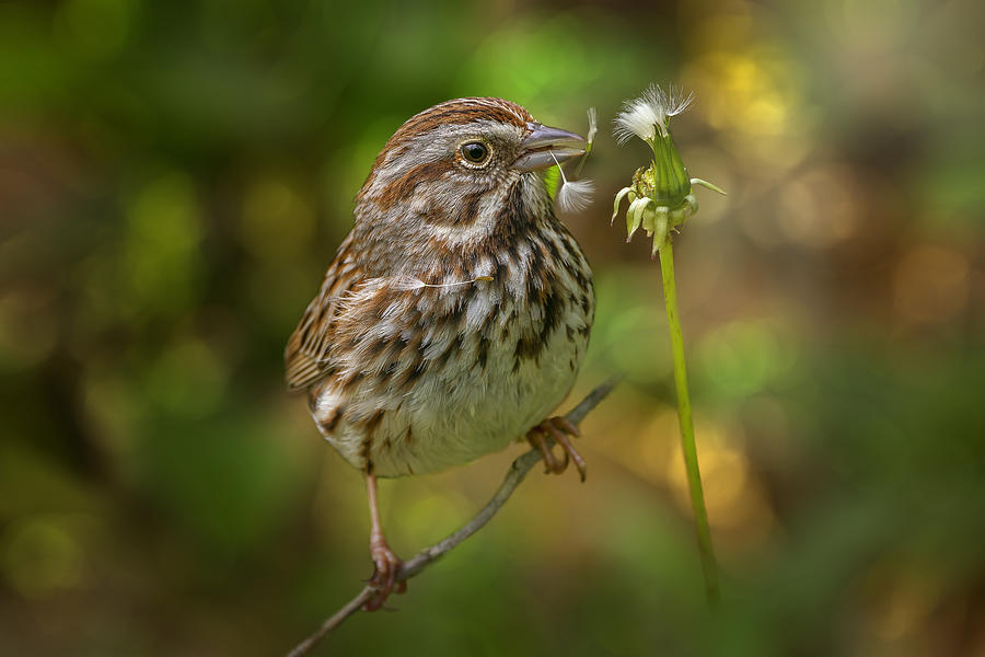 Song Sparrow Photograph by Jian Xu