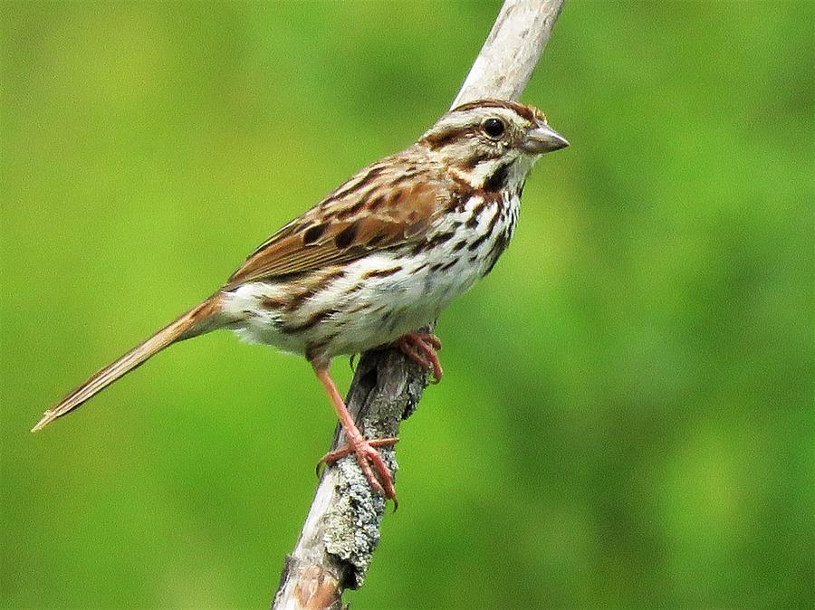 Song Sparrow  Photograph by Lori Frisch