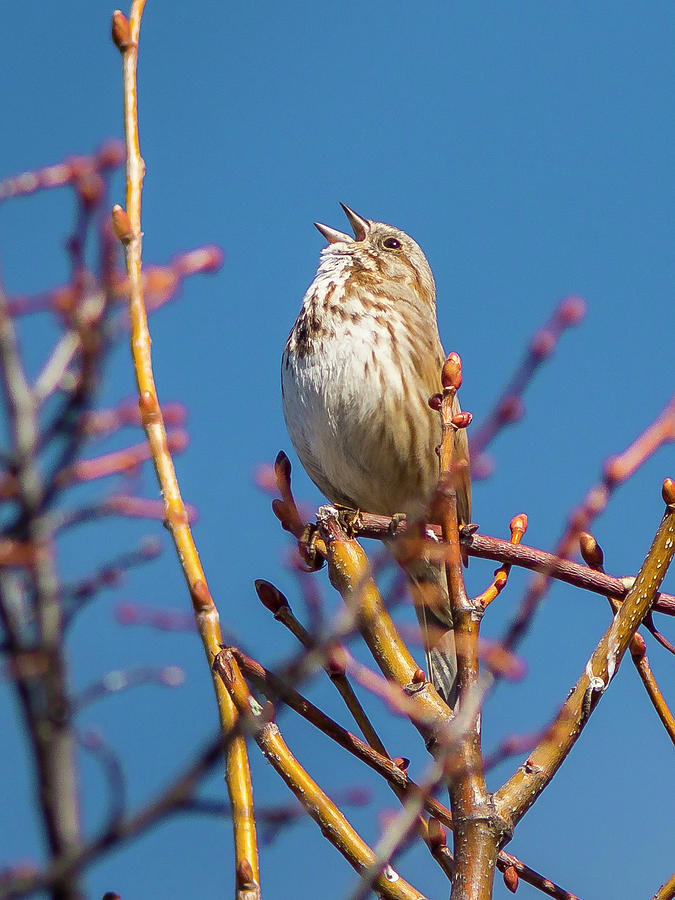 Spring Photograph - Song Sparrow by Mark Mille