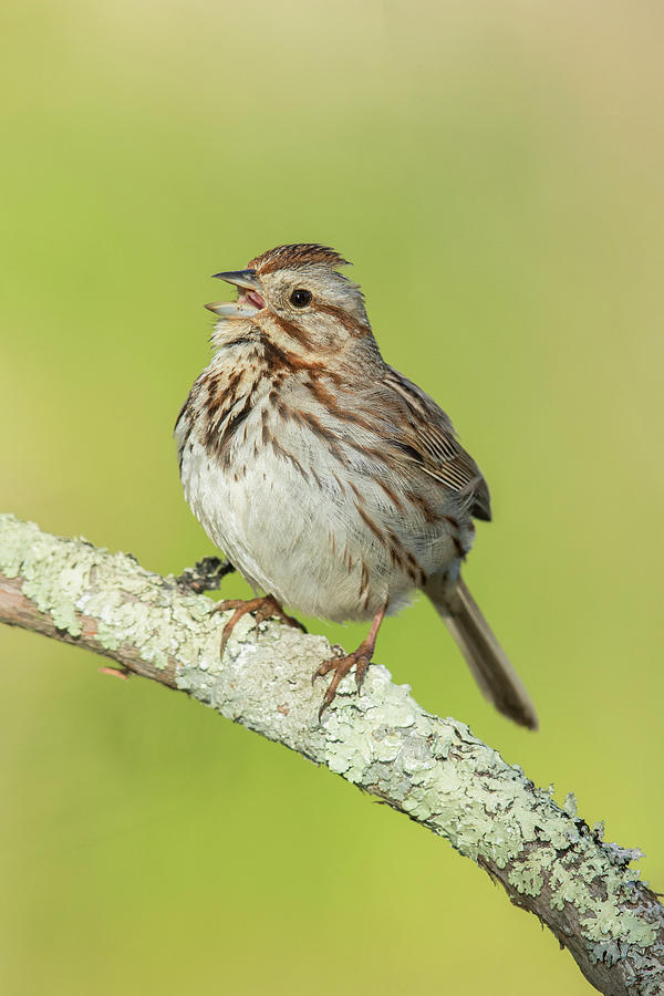 Song Sparrow, Melospiza Melodia Photograph by James Zipp
