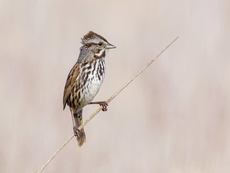 Wildlife Digital Art - Song Sparrow, Melospiza Melodia by Jouko Van Der Kruijssen