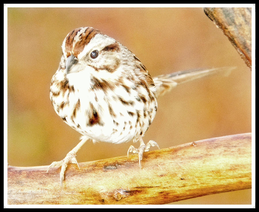 Song Sparrow on Tree Branch Photograph by A Macarthur Gurmankin