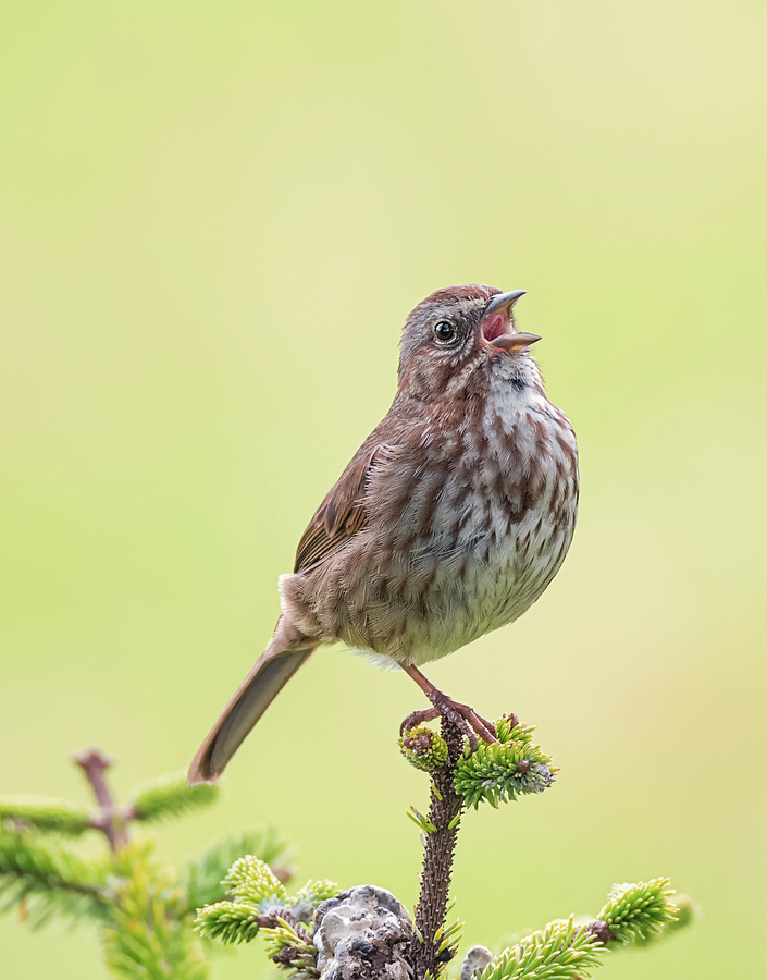 Song Sparrow Singing Photograph by Loree Johnson
