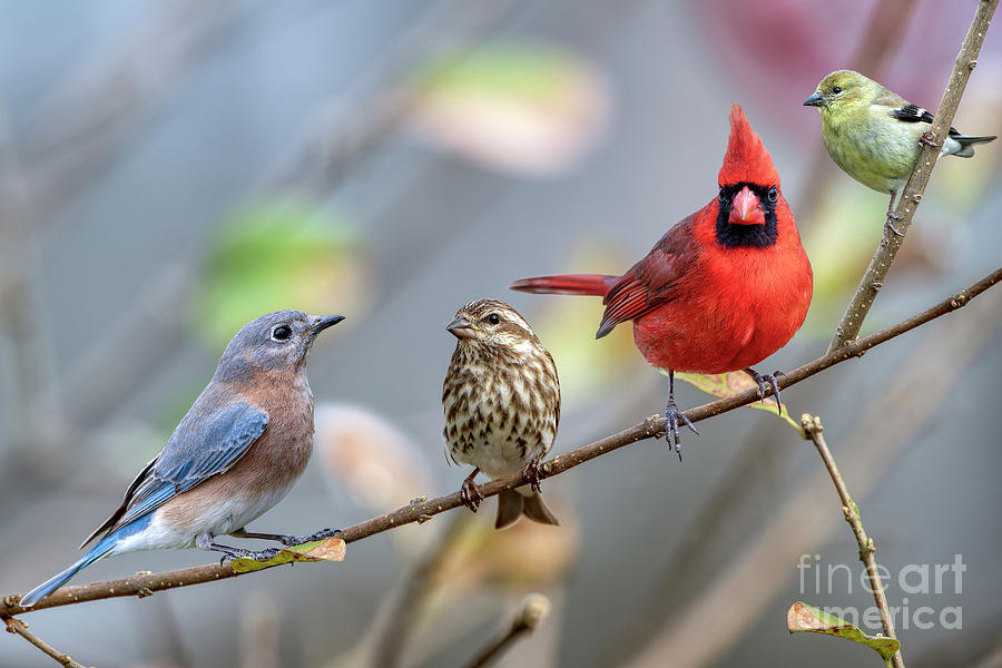 Songbird Beauties on a Branch Photograph by Bonnie Barry