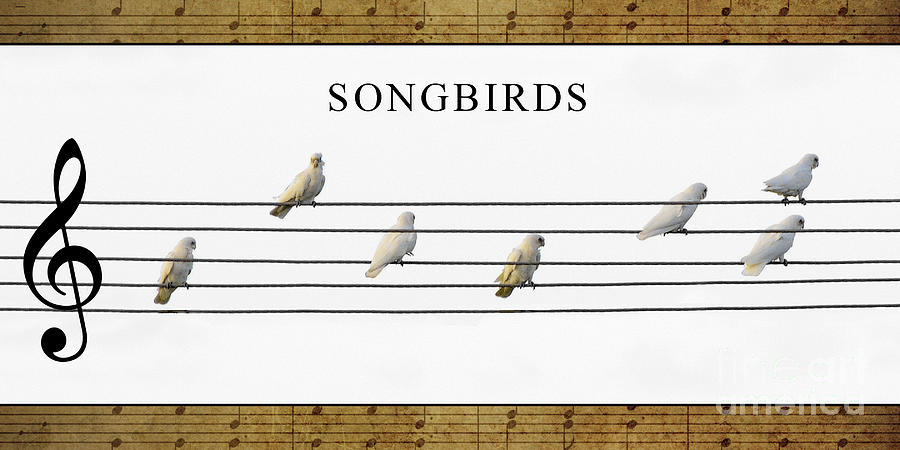Songbirds by Russell Brown Songbirds by Russell Brown