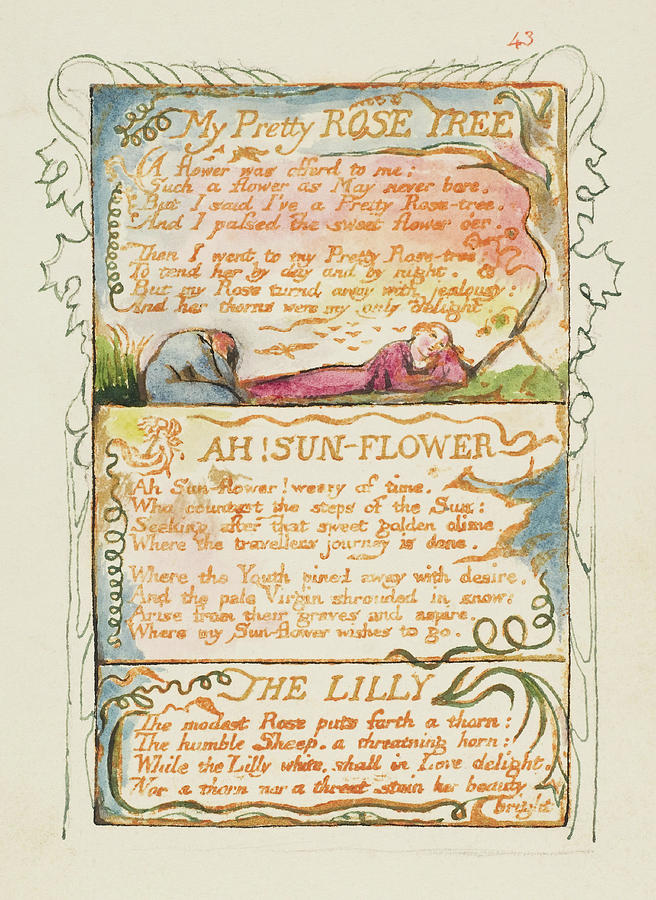 Songs of Innocence and of Experience My Pretty Rose Tree, Ah Sun-Flower, The Lily. Painting by William Blake
