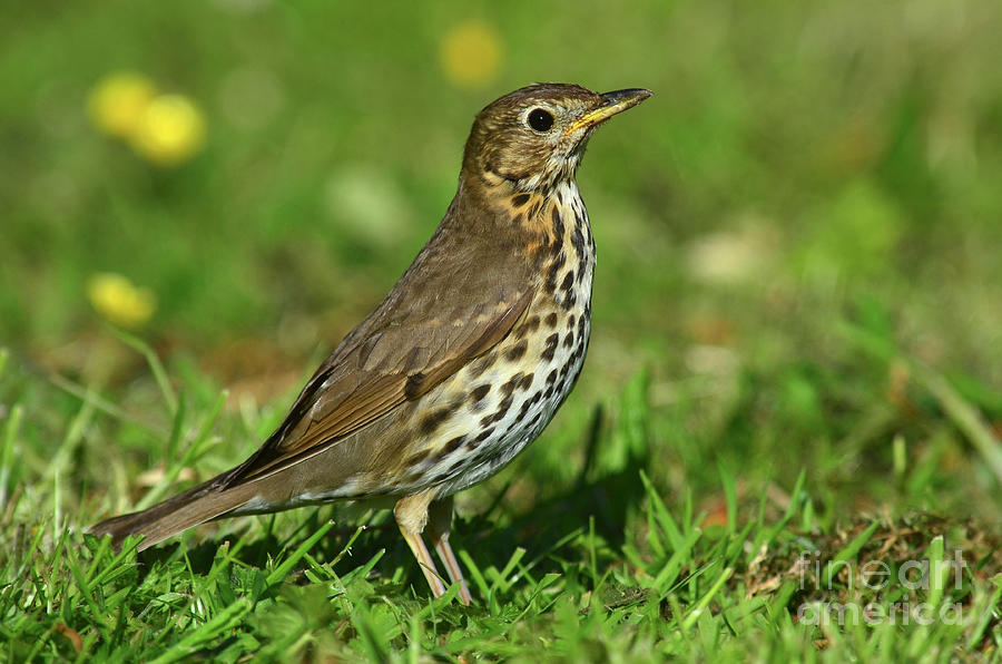 Songthrush Foraging In A Field Photograph by Colin Varndell/science Photo Library