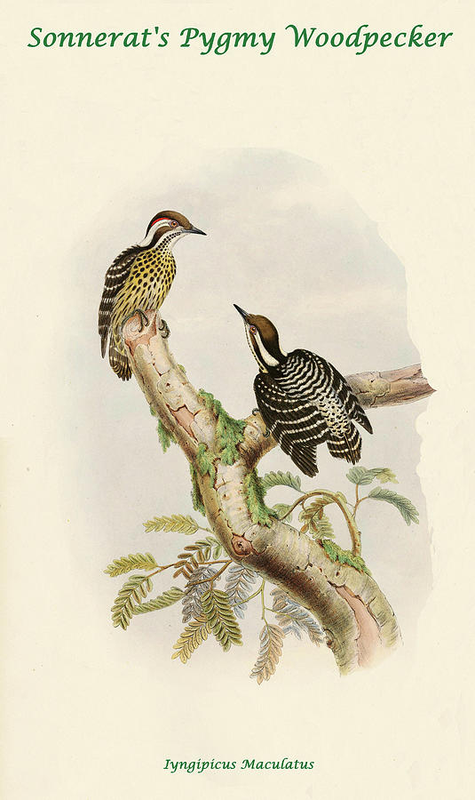 Sonnerats Pygmy Woodpecker Painting by John Gould