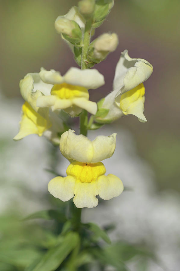 Sonnet Yellow Snapdragon Photograph by Jenny Rainbow