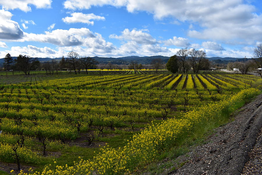 Sonoma County Vineyards Photograph by Connie Doherty - Fine Art America