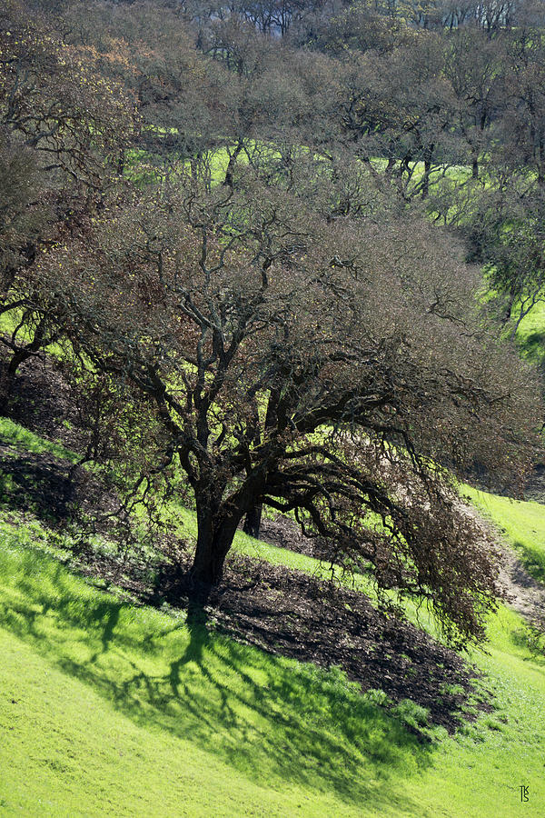 Sonoma Valley RP_Oak_1333_18 by Tari Kerss Sonoma Valley RP_Oak_1333_18 by Tari Kerss