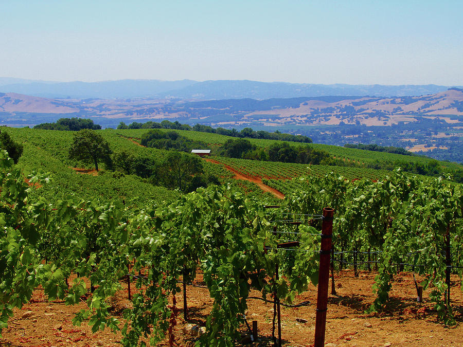 Sonoma Wine Country Photograph by Cathy P Jones - Fine Art America