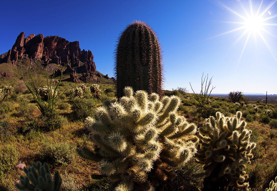Sonora Desert Photograph by Norm Cooper