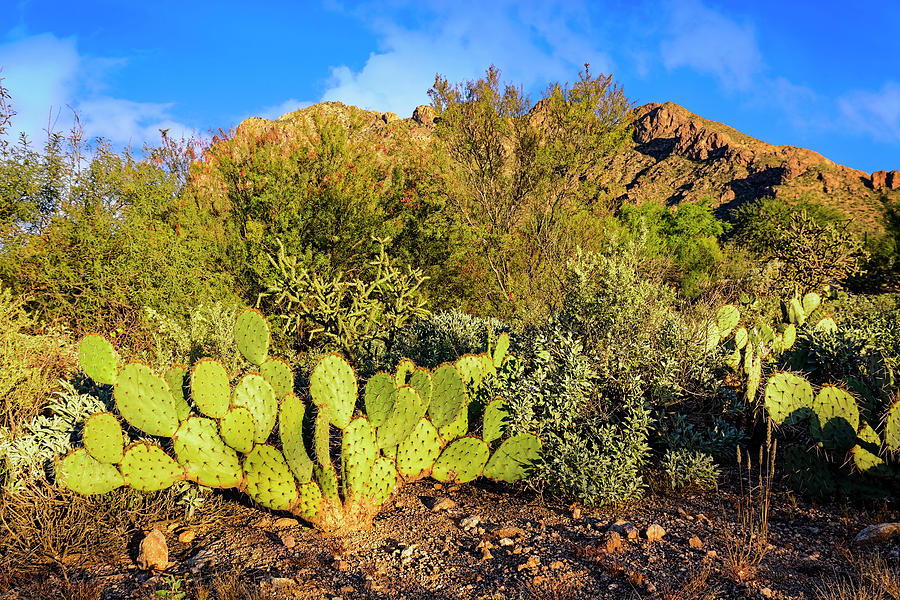 Sonoran Below Pusch Ridge h1848 Photograph by Mark Myhaver