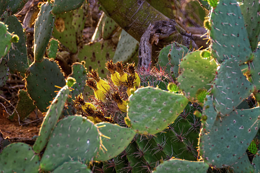 Sonoran Blend h1904 Photograph by Mark Myhaver