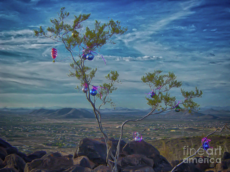 Sonoran Christmas Photograph by Eye Olating Images