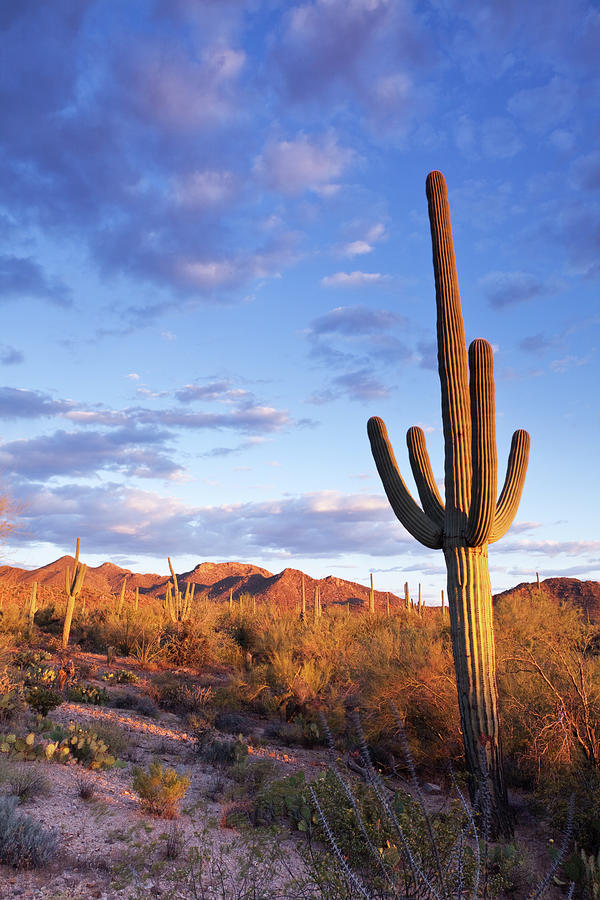 Sonoran Desert And Saguaro Cactus Photograph by Kencanning