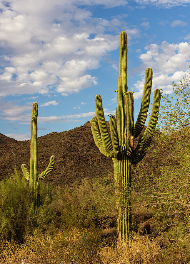 Sonoran Desert Photograph by Dustypixel