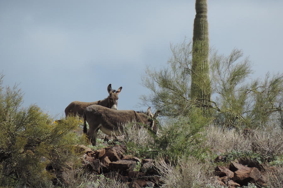 Animal Photograph - Sonoran Desert Dwellers by Bill Tomsa